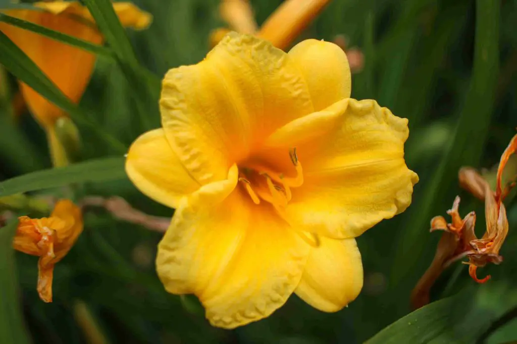 Daylily long lasting flower