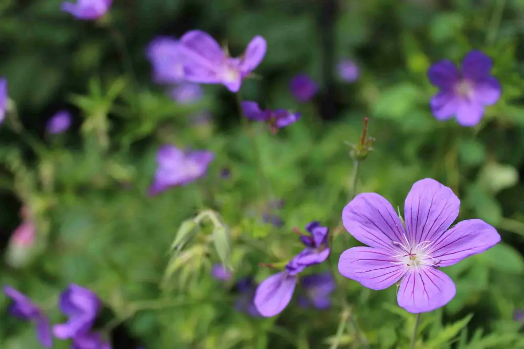 Geranium Rozanne flower
