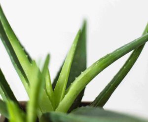 Aloe Vera to Remove Tartar from teeth