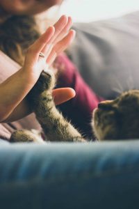 Home Pets Safety