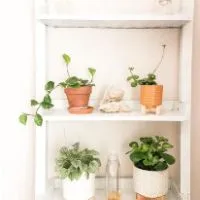 indoor plants to improve air quality