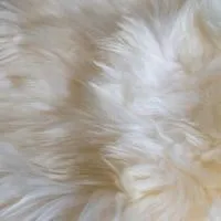 How To Clean Sheepskin Rug?