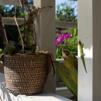 How To Get Rid Of Lizards On Porch