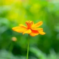 marigold plants on a grave sites