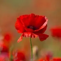 poppy plants on a grave sites