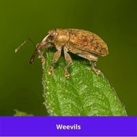 weevils bugs