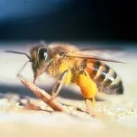 africanized bees