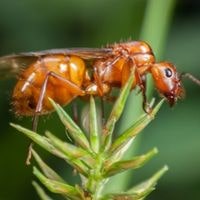 ant in buggy yard or garden