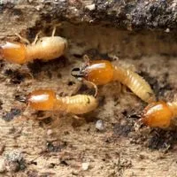 Do Ants Eat Termites [The Truth Revealed!] - Homeforemost