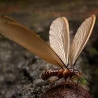 are flying termites able to eat wood