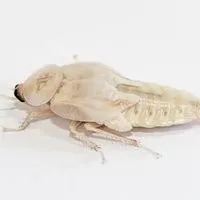 Are White Roaches Poisonous?