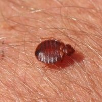baby bed bugs at home
