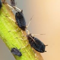 black bean bugs