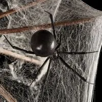 black widow spider web