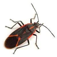 Bugs In Michigan - How Do They Look Like [Revealed!]