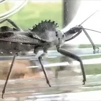 bugs in texas