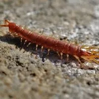 can a centipede kill you