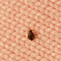 Can Bed Bugs Bite Thru Clothing