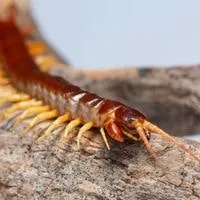 can centipede kill you