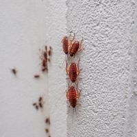 Cockroaches In The Walls