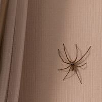 different ways to find spiders in your room