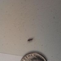 Tiny Bugs In Basement - How To Get Rid Of Them [solved!]