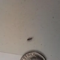 differernt tiny bugs in basement