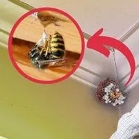 do wasps damage house