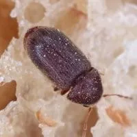 drugstore beetle black bed bugs