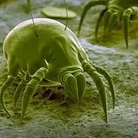 dust mites