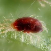 Early Signs of Spider Mites