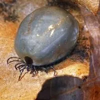 engorged ticks