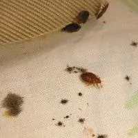 flea dirt on bed