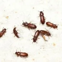 flour beetles