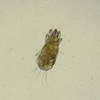 flour mites