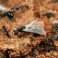flying ants that look like termites