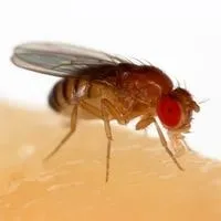 fruit flies