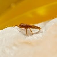 get rid of black bed bugs