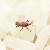 get rid of rice moths