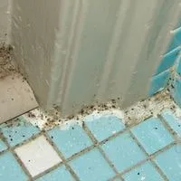 get rid of tiny brown bugs in bathroom