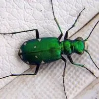 green tiger beetles