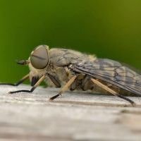 horse flies in house