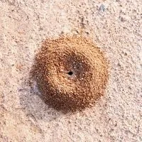 house ant bites