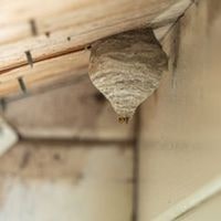 How To Tell If Wasps Are In Your Walls (Different Signs)