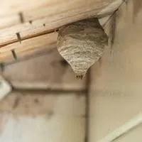 how to find wasps in your walls