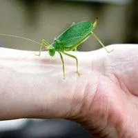 katydids bugs