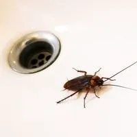 kill the roaches in  drain