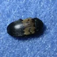 larder beetles