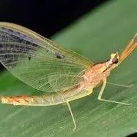 mayflies that look like termites