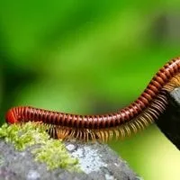 millipedes